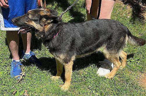 Chloe up for Adoption