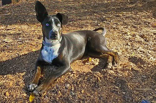 Ramona - Border Collie