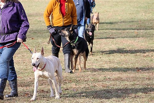 Goose up for Adoption