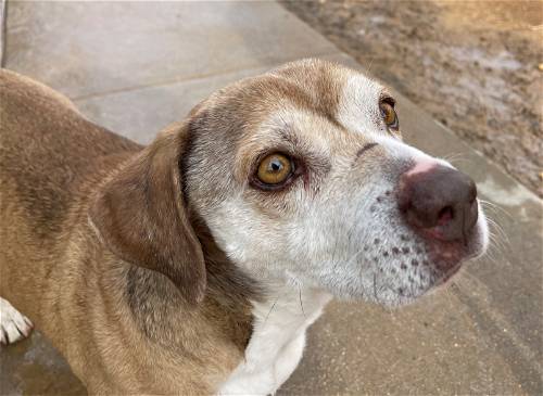 Max Lucas up for Adoption