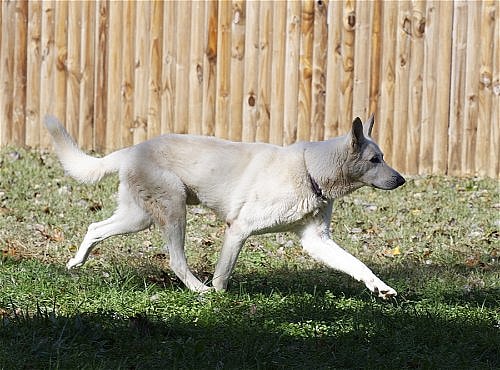 Heartbroken Shepherd Seeks Second Chance After Tragic Loss