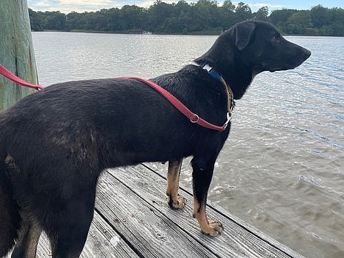 Meet Kim ( aka Kimmy)   A Sweet, Energetic Pup Looking for Her Forever Home