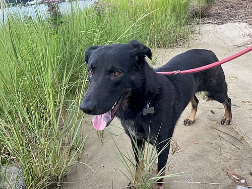 Meet Kim ( aka Kimmy)   A Sweet, Energetic Pup Looking for Her Forever Home