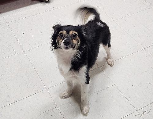 Maribell - Chihuahua