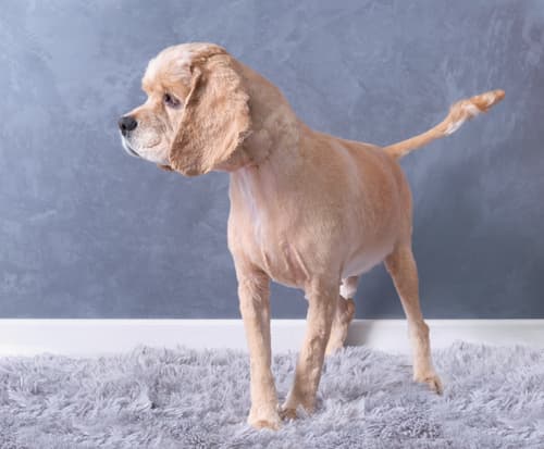 cocker spaniel haircut