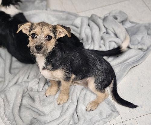 Puppy 27062 (Cynthia) - Chihuahua