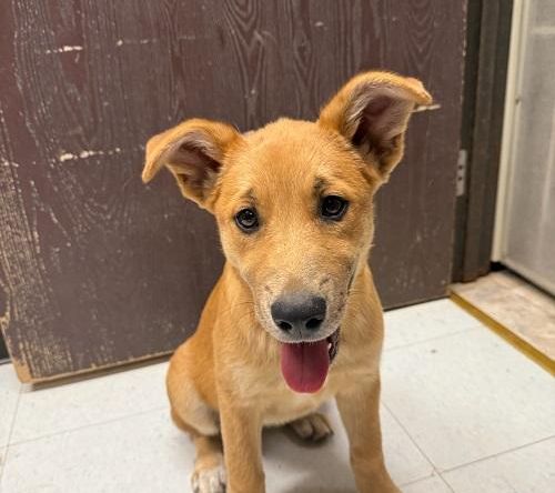 Puppy 26765 (Kamilla)