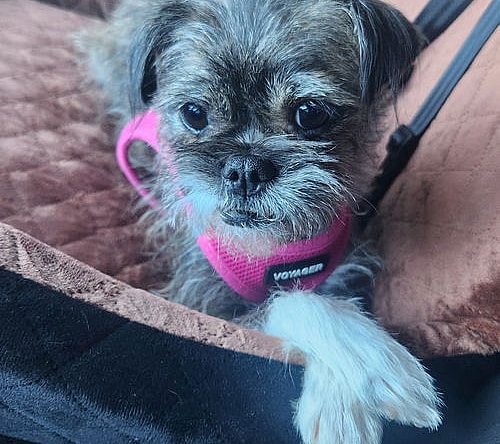 Gremlin - Brussels Griffon