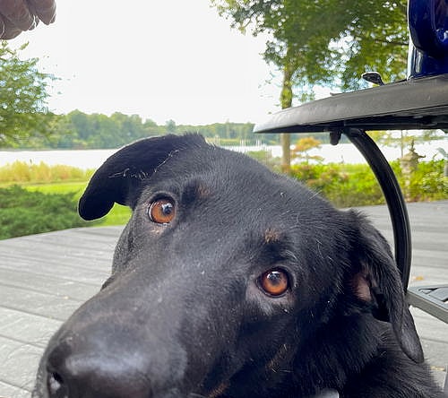 Meet Kim ( aka Kimmy)   A Sweet, Energetic Pup Looking for Her Forever Home