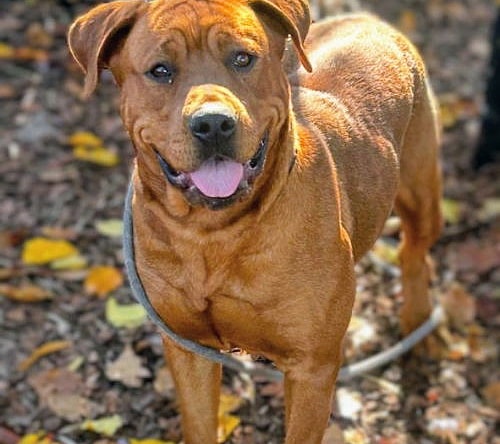 Serendipity - Cane Corso Mastiff
