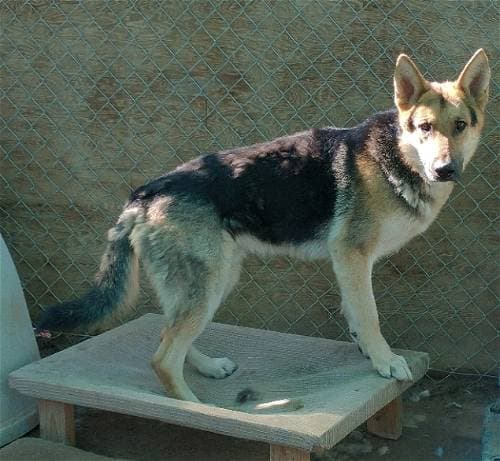 Herman up for Adoption