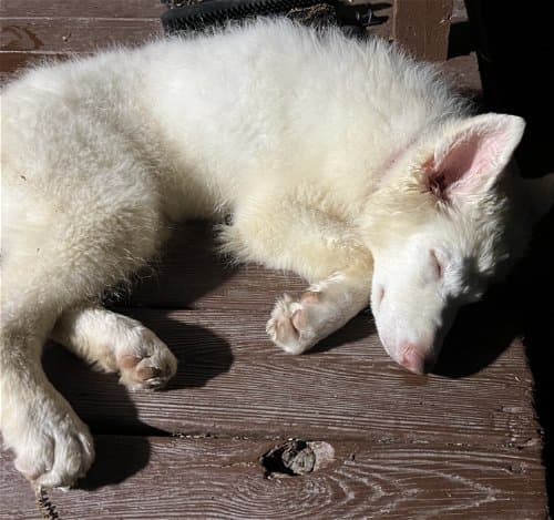 Bianca up for Adoption