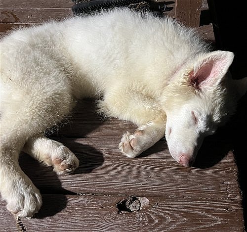 Bianca up for Adoption