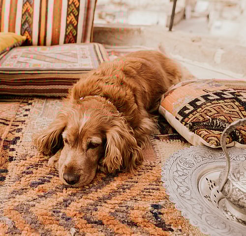 Your Guide To The Best Dog Shampoos