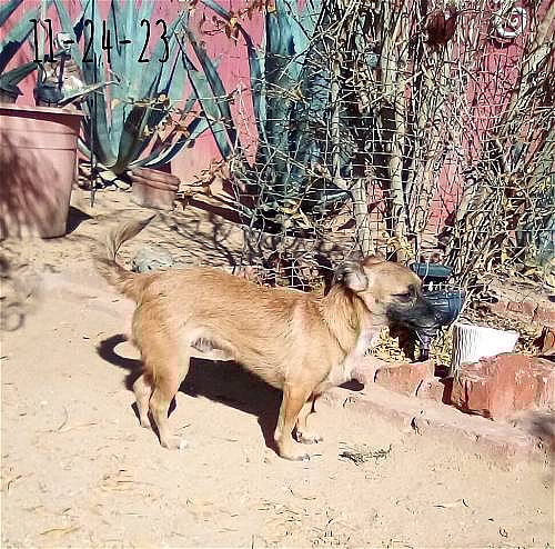 Canelo up for Adoption