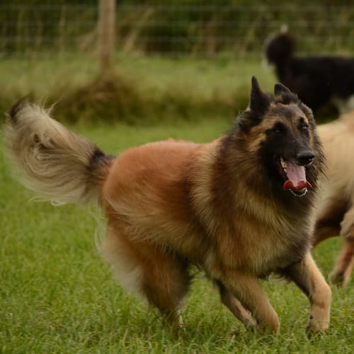 two Belgian Tervuren engaging in sports