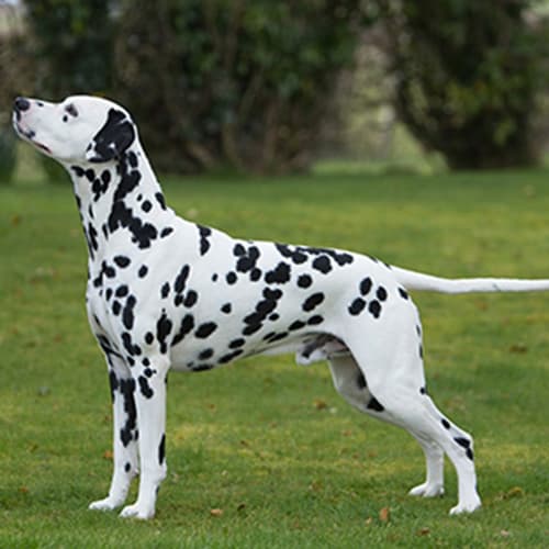 a Dalmatian outdoors