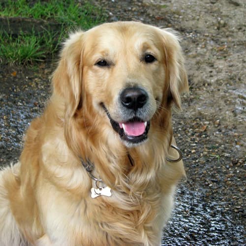 Golden Retriever with tongue out