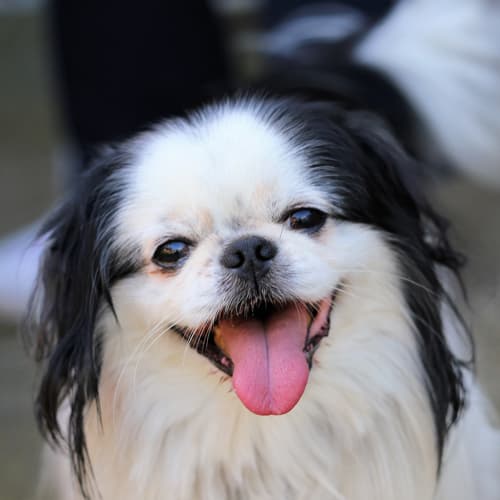 Japanese Chin with tongue out