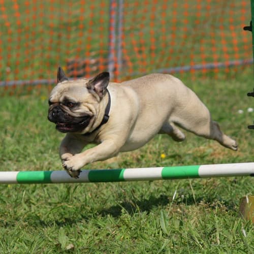 Pug jumping over a hurdle