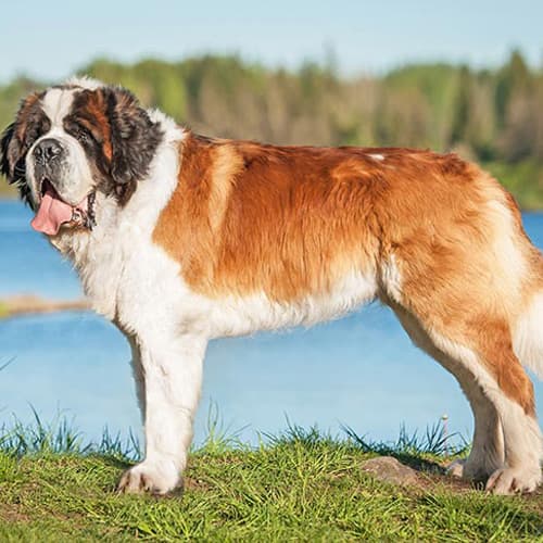 bi-colored Saint Bernard