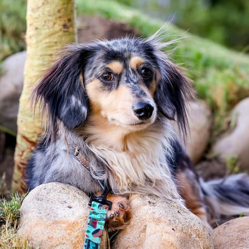 Long Hair Dapple Dachshund