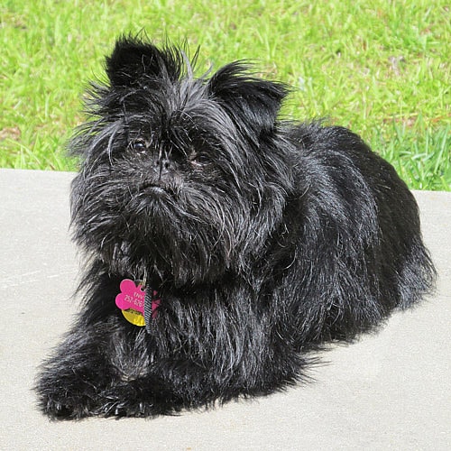 black Affenpinscher in a yard