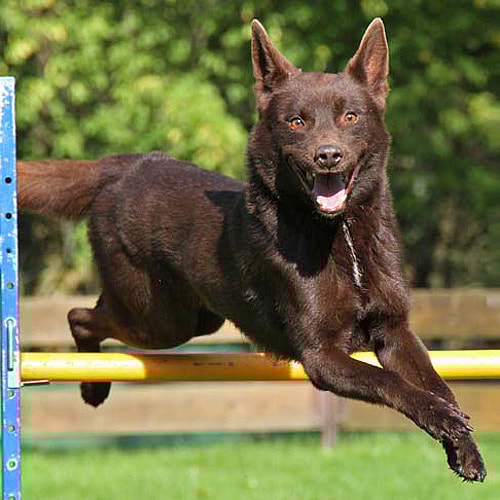 Australian Kelpie jumping over a hurdle