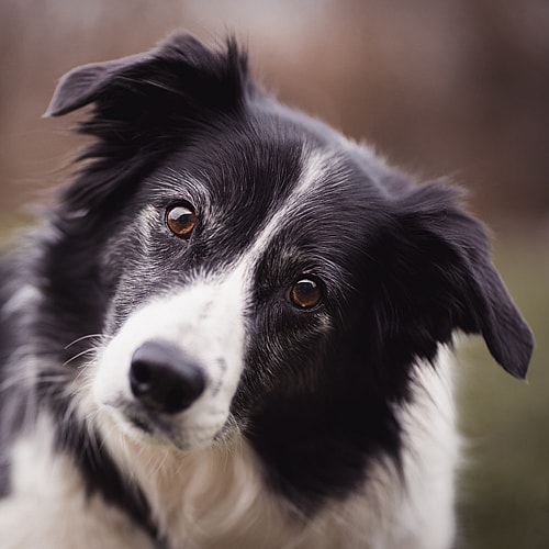 black and white Border Collie