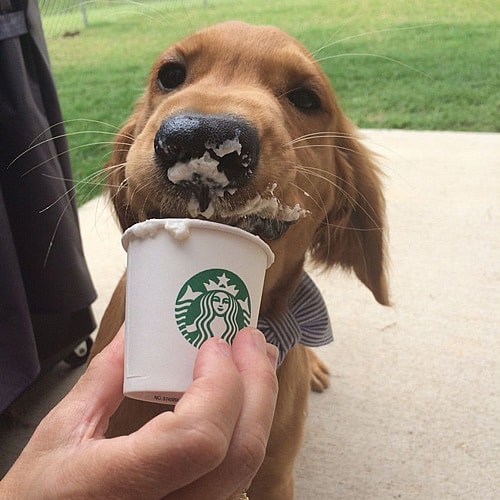 brown retriever having fun with a puppucino