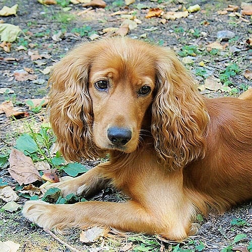 fawn Cocker on a road