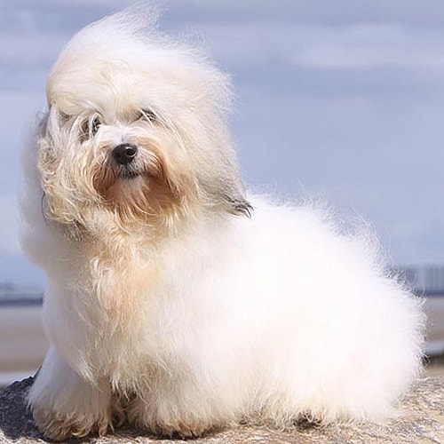 Long Haired Dog Breeds: Coton de Tulear on a rooftop