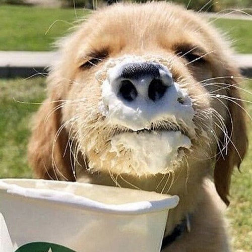 cute pup loving the taste