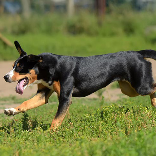 Entlebucher Mountain Dog running