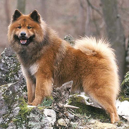 fawn Eurasier on a rock
