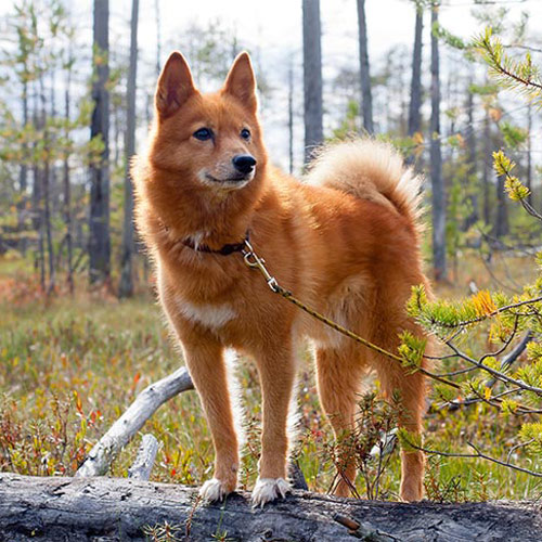 red-gold Finnish Spitz
