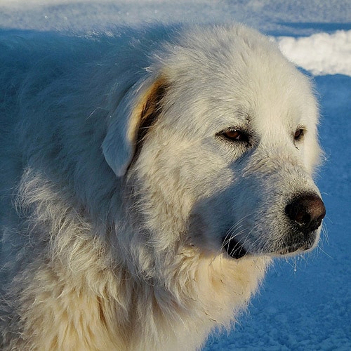 Great Pyrenees in the snow