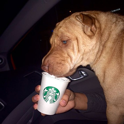 person feeding puppuccino to a brown dog