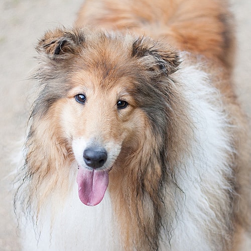 parti-colored Shetland Sheepdog