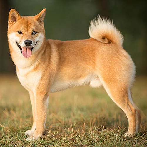 red sesame Shiba Inu on a field