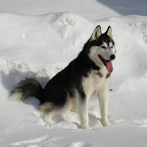 agouti Siberian Husky in the snow