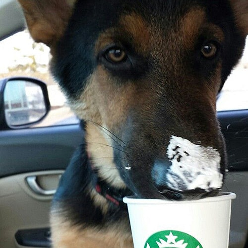 sweet Shepherd nosing up on a puppucino