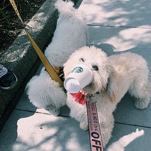 two lovable bichon frises enjoying a puppucino