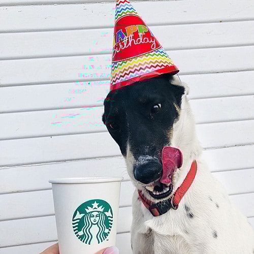 white and black dog enjoying a party puppucino