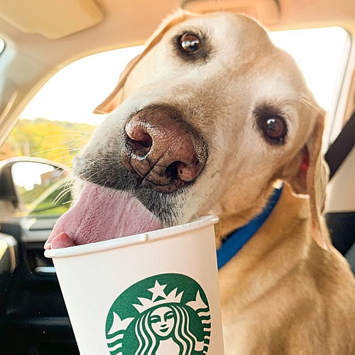 yellow Lab finishing off a Starbucks puppucino