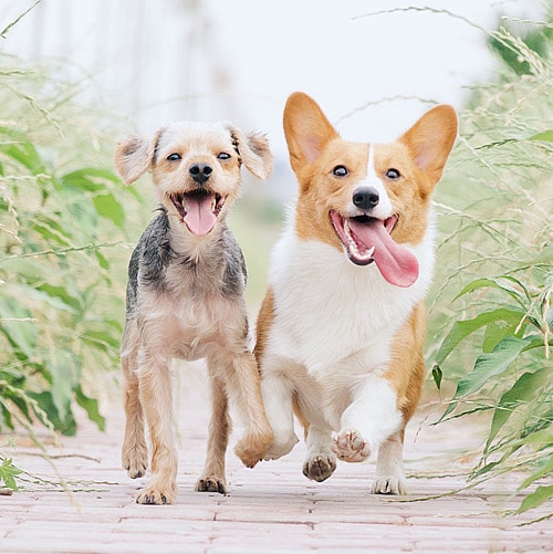 Two corgi dogs playing