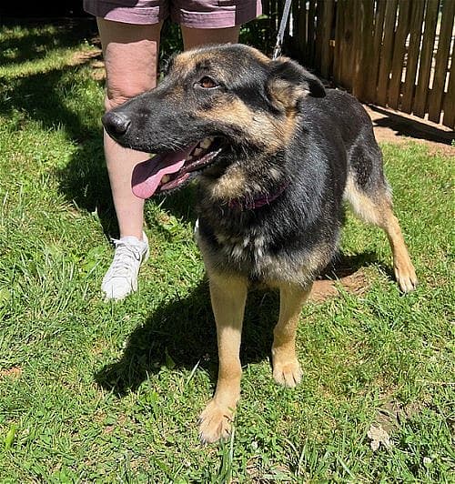 Chloe up for Adoption