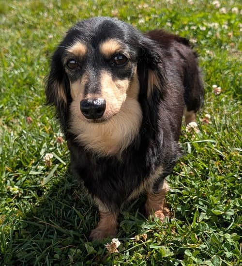 Skylar in TN - Dachshund