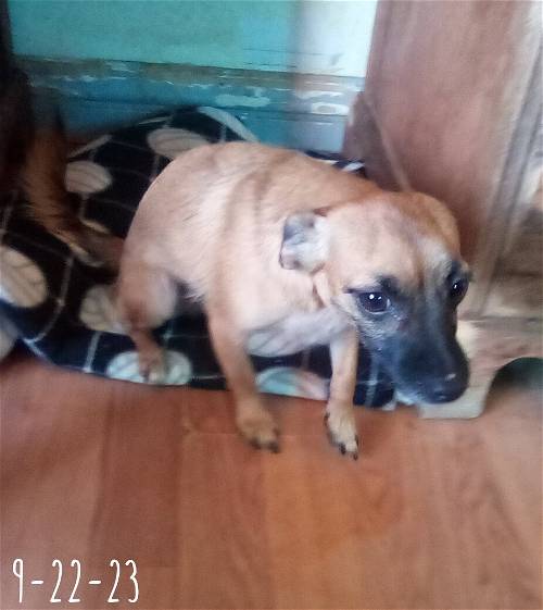 Canelo up for Adoption