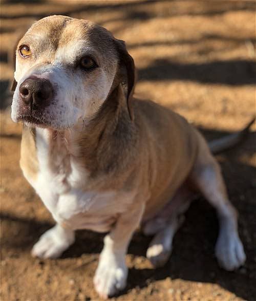 Max Lucas up for Adoption